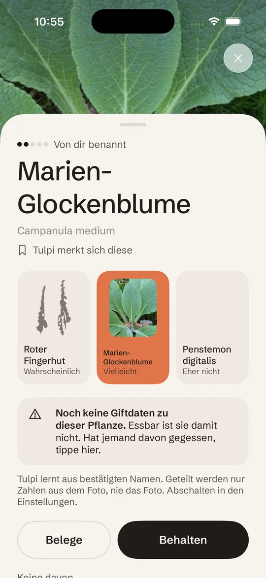 Die Antwort: Marien-Glockenblume, drei Vorschläge und die Zeile Tulpi merkt sich diese
