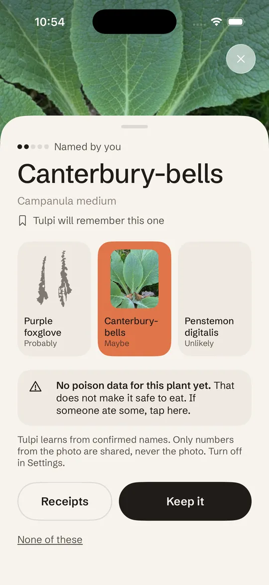 The answer screen: Canterbury-bells, three candidates and the line Tulpi will remember this one