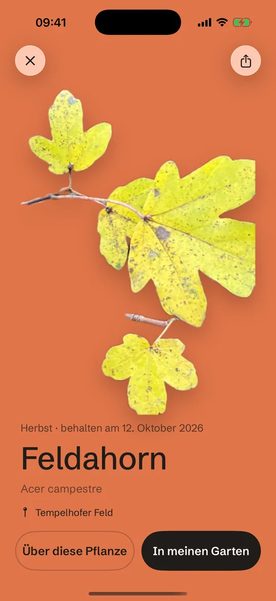 Eine behaltene Karte: Feldahorn auf dem rostroten Herbstfeld