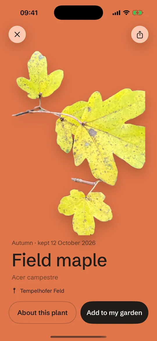A kept card: field maple on the rust autumn field