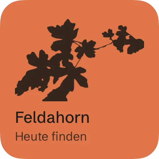 Kleines Widget: eine Pflanze, die du heute finden kannst